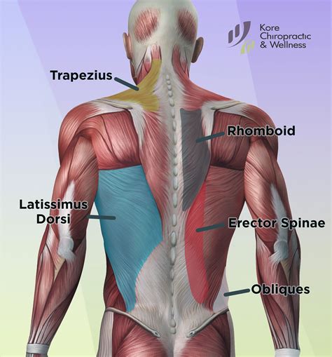 back muscles - cash back santander